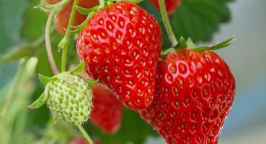 Çilekle beraber sarımsak dikmek oldukça faydalı!