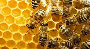 Bal arıları tehdit altında! Pestisitlerin yaygın kullanımı, bal arılarını tehdit ediyor!