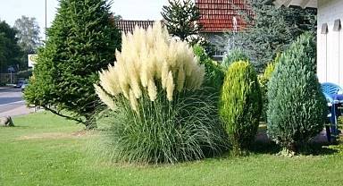Çiçeklerin Aşkı: Saz Püskülü - Pampas Otu (Cortaderia Selloana Pumila)