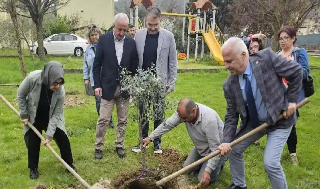 Kocaeli'de zeytin ağaçları toprakla buluştu
