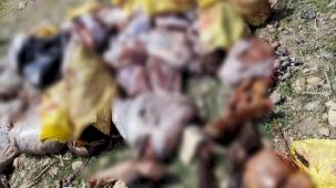 Mardin Yeşilli’den 'kaçak et kesimi' iddialarına yanıt