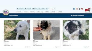 Sıcak Yuvalara Dijital Köprü: E-Pati Kemalpaşa