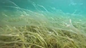 Sular ısındı, müsilaj yüzeye yaklaştı! Derinleri varın siz hesap edin!