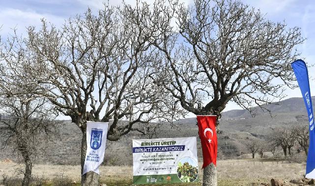 Yabani sakız ağaçları Ankara fıstığı olacak!