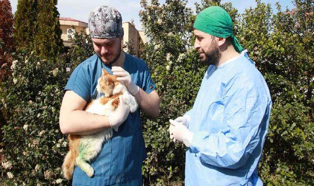 Kocaeli'de sokak hayvanlarına şefkat eli