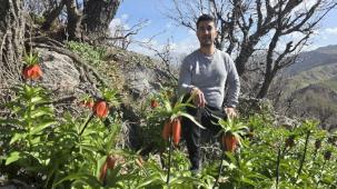 Batman Sason’da ters laleler görücüye çıktı