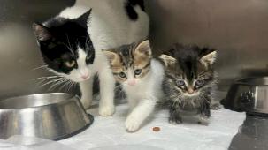 Bursa Büyükşehir tatilde de can dostların yanında