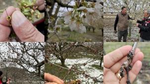 Bursa’da zirai don zararına karşı ekipler sahada