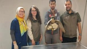Denizli Büyükşehir yaralı akdoğanı hayata döndürdü