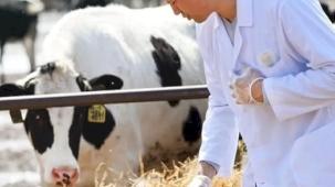 H-ÜFE'de yıllık en yüksek artış veterinerlik hizmetlerinde