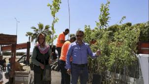 Mersinli çiftçiler Trabzon Hurması üretecek
