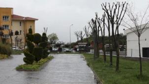 Muğla’da ağaçlara gençlik aşısı