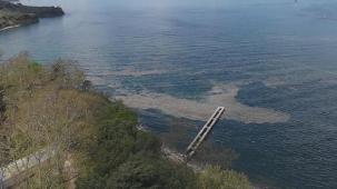 Müsilaj Gemlik Körfezi'nde yeniden görüldü