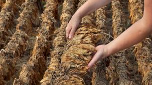 Tütün sektörü bu yıl 80 bin ton üretim hedefi koydu