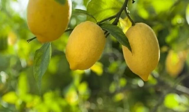 Limon ihracatına geçici kısıtlama!