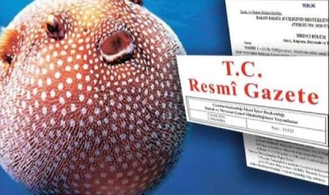 Balon Balığı avcılığı desteği artırıldı