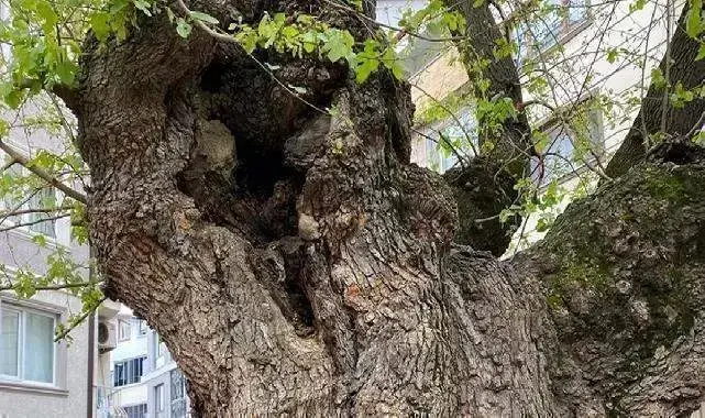 Bursa'da asırlık ağacın yaraları sarıldı