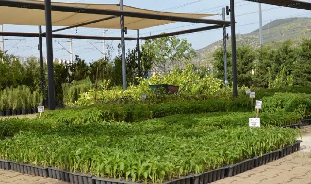 Efes Tarlası Yaşam Köyü’nde yerel tohumlarla üretim sürüyor