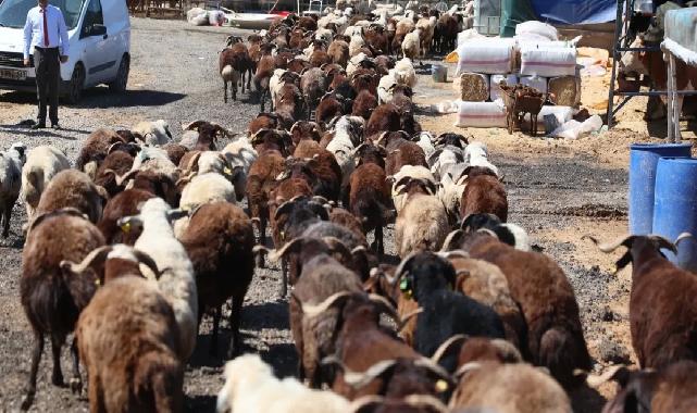 İzmir Karabağlar'da Kurban Bayramı öncesi örnek uygulama