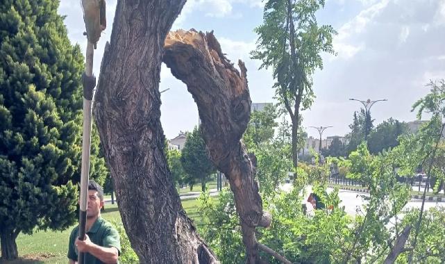 Manisa'da fırtınanın zarar verdiği ağaçlar kaldırıldı