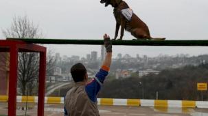 Afet köpeklerine detaylı yönetmelik... Köpekli Arama Timi Yönetmeliği yayımlandı