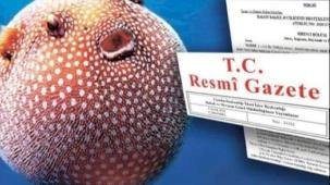 Balon Balığı avcılığı desteği artırıldı