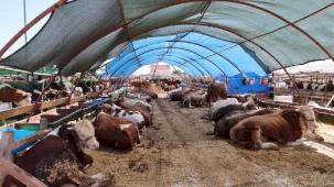 Büyükşehir kurban satış noktalarını ilaçlıyor