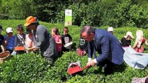 Çay hasadında çocuklarla gelenek bozulmadı