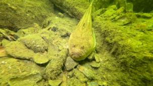 Gemlik Körfezi’nde dalgıçlardan dip temizliği