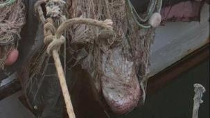 İzmir’de su ürünleri denetimlerinde ceza yağdı