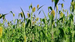 İzmir'de üreticilere Sorgum Sudan Otu Tohumu dağıtıldı