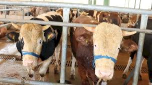 İzmit’te kurbanlık satışları başladı