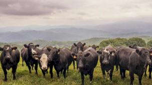Kırsalda berekette hak sahipleri belirlendi... Hayvan dağıtımı başlıyor