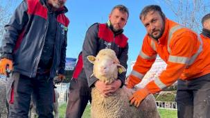 Kocaeli Büyükşehir’den üreticilere damızlık koç desteği