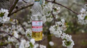 Manisa'da sirke sineğine karşı biyoteknik tuzak