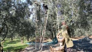 Marmarabirlik'ten üretici ortağa bayram öncesi müjde... Zeytinde fiyat farkları 30 Mayıs’ta ödenecek