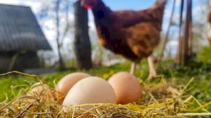 Mart'ta yumurta üretimi düştü!