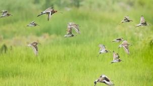 Milleyha Kuş Cenneti için SİT hazırlığı