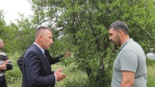 Muğla'da zirai donun yaraları sarıldı