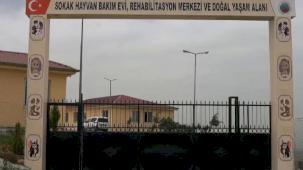 Siirt'te sokak hayvanları için dev proje