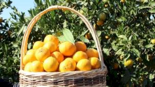 Tarım-ÜFE'de turunçgiller zirvede