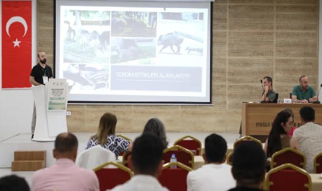 Muğla’da yaban domuzları gündemde