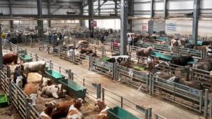 Erzurum'da Doğu Anadolu Canlı Hayvan Borsası'na büyük ilgi