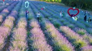 İzmit Belediyesi Lavanta Şenliği’ne yoğun ilgi