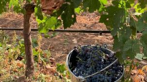 Kalecik Karası kozmetikte parlıyor