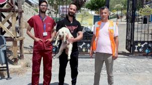 Kayseri Talas'ta kaçak kuzular sahibine döndü