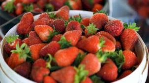 Kocaeli'de çilekte kaliteli hasat Akçat'ta başladı... Verimli ilk hasat başladı