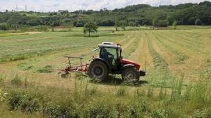 Kocaeli'de 'süt otu' hasadı başladı