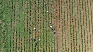 Kocaeli’de tıbbi ve aromatik bitkiler hasada hazırlanıyor