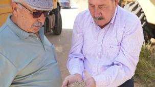 Muğla Milas Belediyesi karakılçık buğday hasadı gerçekleştirdi